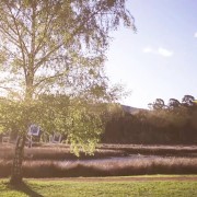 Vídeo de Miguel Portillo titulado El árbol de la vida