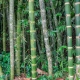 Fotografía de Miguel Portillo. Título: Altos bambúes